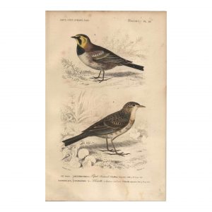 1849 E.Travies - Pipit Richard et Alouette