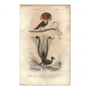 1849 E.Travies - Gobe-Mouche et Ménure