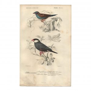 1849 E.Travies - Bengali Mariposa et Gros-Bec