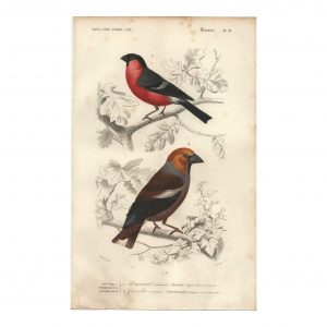 1849 E.Travies - Bouvreuil et Gros-Bec