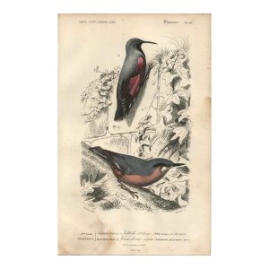 1849 E.Travies - Tichodrome Échelette et Sittelle