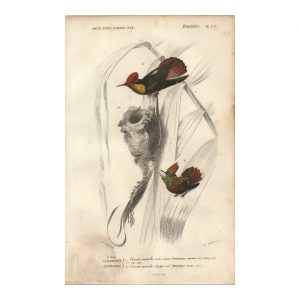 1849 E.Travies - Oiseau-Mouche Rubis-Topaze