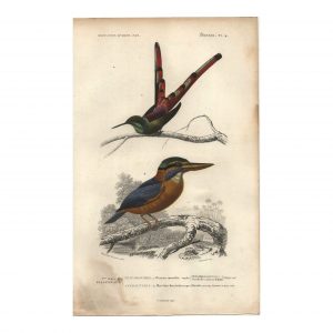 1849 E.Travies - Oiseau-Mouche Sapho