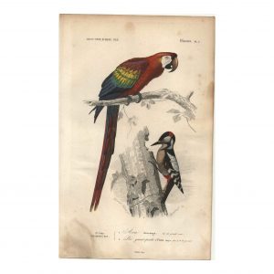 1849 E.Travies - Ara