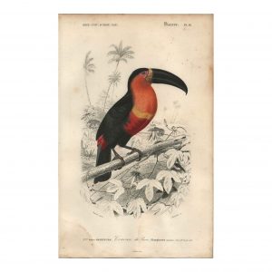 1849 E.Travies - Toucan