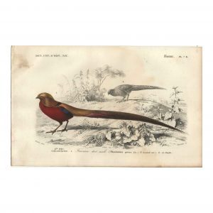 1849 E.Travies - Faisan Doré