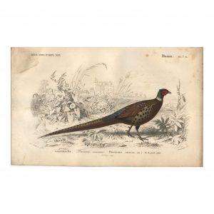 1849 E.Travies - Faisan Commun