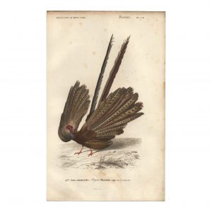 1849 E.Travies - Argus