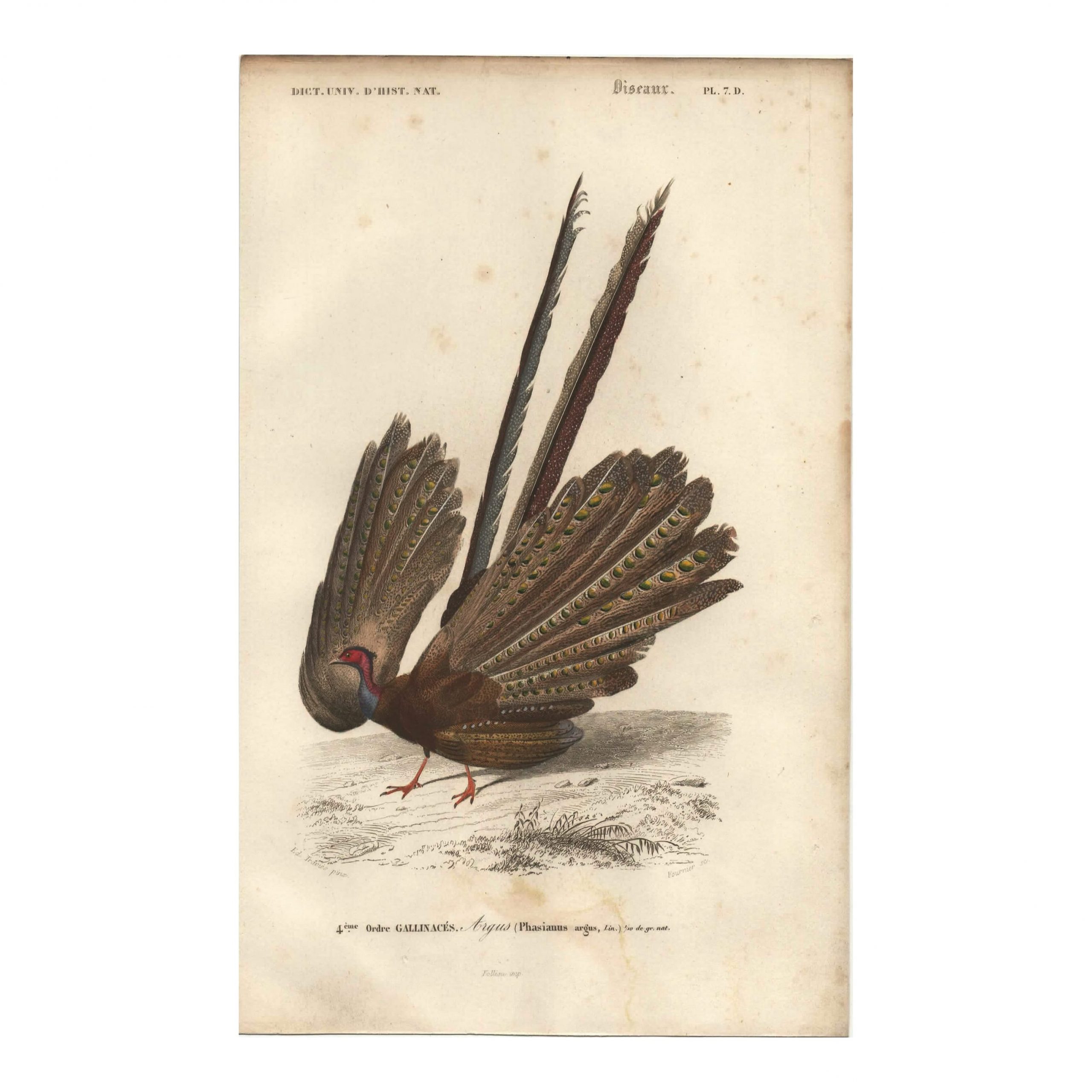 1849 E.Travies - Argus