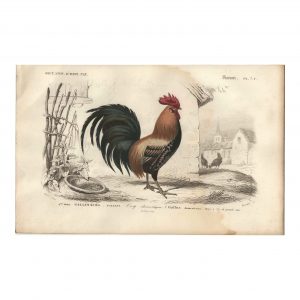 1849 E.Travies - Coq Domestique