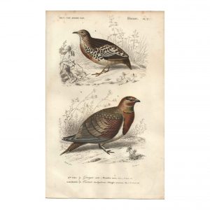 1849 E.Travies - Ganga