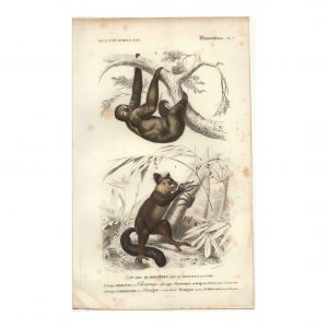 1849 E.Travies - Aye-Aye