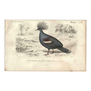 1849 E.Travies - Colin de la Californie