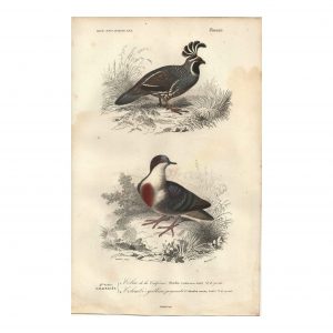 1849 E.Travies - Goura