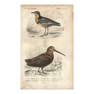 1849 E.Travies - Pluvian