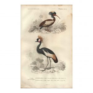 1849 E.Travies - Grue Couronnée