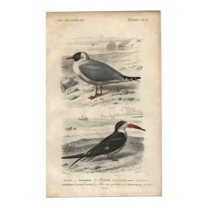 1849 - Mouette