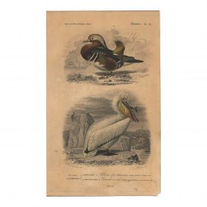 1849 E.Travies - Pélican et Canard